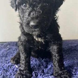 Adopt a dog:Standard Bordoodle Puppies FINANCE AVAILABLE/Poodle (Standard)/Both/Younger Than Six Months,Bay Bordoodles are proud to announce the birth of our first ever litter of F1B standard Bordoodles!These will grow up to be medium sized dogs!Mum is pedigree papered standard Poodle, with full DNA health test.Dad is a medium sized, DNA health tested (unfurnished) Bordoodle.Puppies are a mix of black and white, solid black, Solid White and Champagne colours and are a mix of curly and smooth coats and will be minimal shedders. The smooth coats require less grooming and maintenance and are more suited to those who are not looking for a high maintenance dog (more border collie coat)All puppies will be sold with 2 vaccinations, microchip and their first groom. Interstate adoptions are welcome but you will need to organise transport.Puppies are brought up on our farm and will have exposure to all animals, people and soundsBlack and Black/white: $2000White, Apricot, Champagne: $250010 Puppies availablePuppies will be available from the 10th May.We offer 24 months interest free finance through latitude finance.We offer puppy meet and greets most weekend