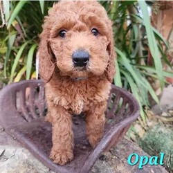 Adopt a dog:Red F1b Mini Groodle Puppies-Ready This Weekend!/Poodle (Miniature)/Both/Younger Than Six Months,Adorable Ruby Red F1b Miniature Groodle Puppies. 2 Males 8 Females Available. Ready To Go This Weekend. DNA Tested Parents. Registered Breeder. RightPaw Verified.Please make first contact via Gumtree or message ******4949 with a bit about yourself and the home and lifestyle you can provide for a puppy. REVEAL_DETAILS Please read the entire ad as most FAQS are already answered!These puppies will have either the curly wool Poodle coat that is considered non-shedding and hypoallergenic, the wavy Doodle coat that is considered non-low shedding or a mixture of both! These coat types are considered low allergen/allergy friendly and are less likely to bother people that have allergies.Please keep in mind that as the Groodle coats are non-low shedding they will require frequent brushing and grooming.Miniature Groodles are the teddy bears of the dog world and have very sweet, loving temperaments with playful and goofy personalities. They are very intelligent, loyal, patient, gentle and affectionate and can make the most perfect companion or family pet.These beautiful little bundles of love will be ready to go to their loving pet homes on the 14th of April.Our puppies are being raised with love in our family home. They are well socialised with other dogs, cats and children and are used to most general household noises.I will continue to update their photos as they grow.Mum is a Red F1 Standard Groodle.She is 60 cm to the shoulders and weighs approximately 25-30kg.She has a gentle, sweet and loving nature and is quite funny and goofy!She is DNA tested through Orivet and her results are available to view at the time of pickup.Dad is a Purebred Red Mini Poodle.He is 40cm to the shoulders and weighs 9.5kg.He has a very friendly, gentle, soft nature and is very playful and loyal.He is DNA health tested through Orivet and is 100% clear negative of any genetic diseases.His DNA test results will be available to view at the time of sale.Both parents live with us and are available to meet at the time of sale.Puppies will likely grow to be around 45-55cm and weigh 12-16kg approx with the males generally being a little bigger than the females.Puppies will come:✅️ Vet checked✅️ Microchipped✅️ Wormed/Flea treated✅️ 1st Vaccination✅️ Beginning toilet trainingPuppies will go to their new homes with:✅️ Vet card/Vaccination certificate✅️ Information pack that includes detailed instructions on caring for your new pup and a contract of sale.✅️ Puppy Pack with lots of goodies to make settling your new puppy in easier!We are experienced, ethical breeders and full registered, vet audited members of the RPBA.We have experience with interstate travel and are happy to assist new families with their bookings at their own expense.Delivery or a meetup can be arranged for pickup of your new puppy depending on location.Tags: Groodle, Goldendoodle, Miniature Groodle, Golden Retriever cross, Mini Groodle, Medium dog, Poodle, Puppy, Doodle