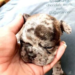 Adopt a dog:/French Bulldog/Male/Younger Than Six Months,