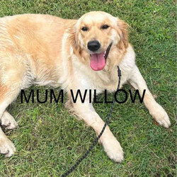 Adopt a dog:Purebred Golden Retriever puppies DNA tested READY NOW/Golden Retriever/Both/Younger Than Six Months,Lushretrievers have 2 beautiful puppies left 2 boys were born on the 19/01/24 and 23/01/24 Parents are available to view. Mum and Dad are fully vet checked and also have ORIVET DNA REPORTS with excellent hip and elbow score. The Puppies will come with their 1st, vaccination also regularly wormed 2,4,6,8,10,12 weeks and puppies are also microchipped.Litter 1 which is photo 1,pups availablephoto 3 mum (willow) READY FOR NEW HOMES NOW