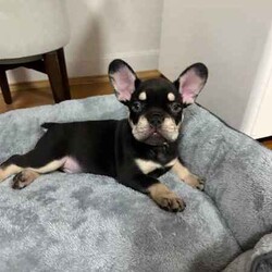Adopt a dog:Frenchie French Bulldog Puppy/French Bulldog/Male/Younger Than Six Months,9 week old Frenchie French Bulldog PuppyPurchased from a registered breeder, puppy has been microchipped and vaccinated.