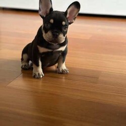Adopt a dog:Frenchie French Bulldog Puppy/French Bulldog/Male/Younger Than Six Months,9 week old Frenchie French Bulldog PuppyPurchased from a registered breeder, puppy has been microchipped and vaccinated.