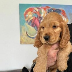 Adopt a dog:READY NOW KC REGISTERED SHOW COCKER SPANIELS/Show cocker spaniel/Mixed Litter/9 weeks,ONLY 3 BOYS REMAINING I have a fantastic litter of kc registered SHOW TYPE cocker spaniels i have 5 bouncey boys and 1 stunning little girl all pups have been raised in my loving family home and handled since birth they have been wormed every 2 weeks along side mum and are used to every day noise also raised with children and other dogs
Mum is my beautiful kc registered show type cocker spaniel she's a very loving loyal well balanced dog she is health checked and is prcd-PRA HEREDITARILY CLEAR AND fn clear
Dad is an outstanding and belongs my  friend dog who is also health tested and is ams clear fn clear and prcd-pra clear and an over all loving well balanced dog
All pups will leave having been health
checked microchipped had their first injection wormed and flea by the vet and with their own puppy pack containing kc registered papers and vet card