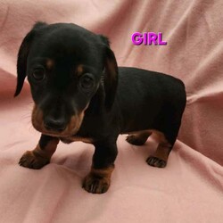 Mini Dachshund puppies/Dachshund/Both/Younger Than Six Months,3 beautiful puppies1 Female smooth coat black and tan $11001 Male smooth coat black and tan $11001 Female long haired chocolate and tan $1400Puppies have been microchipped, vaccinated, wormed, flea treated and have started toilet training.Adorable loveable and cheeky little puppies raised inside and outside play time.