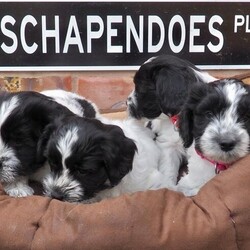 Rare Schapendoes Puppies (also known as Dutch Sheepdogs)/Schapendoes/Mixed Litter/9 weeks,Our third and last litter of rare Schapendoes puppies were born on February 13th, six females and one male There are four females left 
available to buy. Cora, was the first born and is the smallest in the litter, Clementine loves a cuddle, Claudi is confident and laidback and Chigley is petite and gaining her confidence. The puppies can be viewed with both parents and two other relatives.
Schapendoes are an intelligent, active, medium sized dog. They are often mistaken for Bearded Collies or Tibetan Terriers on our walks. They make good family pets as they enjoy a cuddle as much as a play or walk. They are herding dogs, ours are respectful to our cat. Good with children and the elderly alike. They are good at agility training. They do require regular brushing, but they don’t shed their coats they drop whisps of fur.
With this new litter there are only 39 Schapendoes in Great Britain, because of the low number the breed isn’t recognised by the English Kennel Club. We supply all our puppies with Dutch Kennel Club pedigree certificates.

More pictures can be seen at Drayton’s Dozen on Facebook or Garden_Or_Dogs on Instagram.
