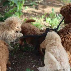 Adopt a dog:Tiny Toy Cavoodle Puppies/Cavoodle/Male/Younger Than Six Months,Announcing our small size Toy cavoodle puppies. Pictures updated 15 of april.⚜️Colours Red, Apricot/Cream and Black available.Red $1600, Other colours $1500.Toy Cavoodles make fantastic family pets due to their gentle, loyal and people-orientated nature. They get along well with the elderly, children, and other pets, making them a great family companion!They are highly trainable, obedient and are very easy to teach.⚜️ Estimated fully grown around 3-5kg- Our Females and Males are perfect pets non shedding and hypoallergenic.✅ They are microchipped, vaccinated, health checked and wormed every two weeks.READY TO GO FROM TODAY
