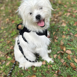 Adopt a dog:Ellie/Shih Tzu/Female/Young,Meet Ellie a 1 year old shit-zu mix. She's sweet and just wants to follow you and have you sit and rub her. She's crate trained and 99% potty trained. She needs leash training. She's very curious and happy. Treat motivated. Best with kid's 10 and up. Do not know about cats. Small dog friendly. Hates baths. Will have shots, spayed and chipped.

If you're interested in meeting me, fill out an application here: https://petstablished.com/adoption_form/36795/generic

 

Ellie's adoption fee is $350. All adoption fees include spay/neuter, microchip and registration, at least one booster shot (DHPP for dogs and FVRCP for cats), rabbies vaccine, and a negative heartworm test for dogs 6 months and older. Any other testing and/or vaccines are not guaranteed. If you have a member of your family that is military or has autism, we offer a 5% discount on adoption fees. Aries's breed is a best guess based upon appearance. The listed breed(s) can NOT be guaranteed. For more information, visit www.upanimalrescue.org

 

Unforgettable Paws Animal Rescue only considers applicants that are within 2 hours from Zellwood, FL OR Tampa, FL for adoption. Cities that will result in a denial include, but are not limited to, Jacksonville, Gainsville, Tallahassee, Panama City, Naples, Miami, and Ft. Lauderdale.