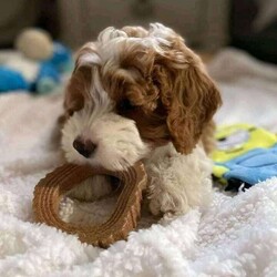 Sarah/Mini Labradoodle									Puppy/Female	/6 Weeks,Beautiful brown and white female. Puppy has been socialized with children, raised indoors, is vet certified and AKC registered 