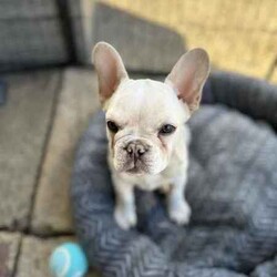 Adopt a dog:Pure breed french bulldog /French Bulldog/Female/Younger Than Six Months,Pure breed French bulldog pup last of litter to no fault of own buyer fell through beautiful nature been raised with kid
