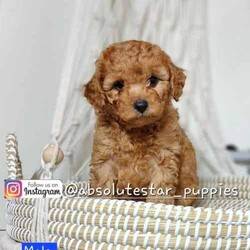 Adopt a dog:7 Adorable F1B Toy Cavoodle Puppies (2 Males Left)//Both/Younger Than Six Months,We have 7 beautiful F1B Cavoodle Puppies From our family dogs, They will be ready on 21st April 2024 (8 weeks old) for their forever homes.They will come wormed every 2 weeks of age, microchipped, Vaccinated, a puppy pack, and a VET checked, 6 weeks Pet Cover Puppy Insurance or 4 Weeks Trupanion Puppy Insurance, and Puppy Birth Certificate.They will be 75% Potty Trained as 25% is depending on how you continue the training. All of Our Puppies won't be positive from all of Genetic Diseases.Dad is Red Toy Poodle 4.5 kg, and Mum is F1 Cavoodle 6kgThe Parents are loving, loyal with a great temperament and raised in our family home and brought up with children.The parents and puppies are ready to be viewed for a visit or through whatsapp video call.Males (Green, Blue, Brown (SOLD), and Black (SOLD) Collar)Females (Yellow (SOLD), Pink (SOLD), and Orange (SOLD) Collar)We are located near North Richmond, NSWDOB: 25/02/2024We will update of our puppies on Instagram.www.instagram.com/absolutestar_puppies/Fur and Family First Breeder#DS278554