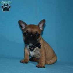 Batman/French Bulldog									Puppy/Male	/6 Weeks,Batman us outgoing,playful an has the sweet French Bulldog temperment, He’s looking for his forever home.