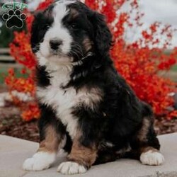 Amber/Bernedoodle									Puppy/Female	/7 Weeks,Meet these sweet fur babies eager to love and dote on their new family! They will bring much joy to your life as you experience the intelligence of the poodle, and the loyalty and love of the Bernese Mt Dog. Their expected adult size will be 60-75 lb. Will you welcome them into your heart and life today? Call Nancy to discuss adoption details