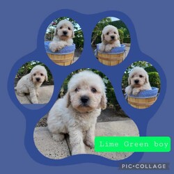 Cavoodle puppies /Cavoodle/Both/Younger Than Six Months,One girl and five boy cavoodles/moodles are looking for their FUREVER home and a READY FOR COLLECTION 9 weeks oldThese treasures are hypoallergenic and are low shedding.Father is maltese/toy poodleMother is cavalier/ toy poodleThey will grow into a very small family memberVaccinatedMicrochippedWormedTick and flea treated 