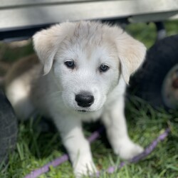 Adopt a dog:Lilinoe /Husky/Female/Baby,Adopt Lilinoe!  She is 8 wks old Husky mix about 15-20 lb.  Her mom is 80 lb husky mix.  She is sweet and cuddley.  Love to explore the yard and play around with her siblings.  She loves to give you lots of kisses and cuddle.  She is the sweetest and the most fluffy puppy you have ever know.  Apply to take her home. 

What is included in our adoption fee:
*Age-appropriate vaccinations
*Deworming
*Lifetime Micro chip - no annual fee
*First Month of flea/tick prevention
*First Month of Heartworm prevention
**Spay/Neuter at our partner vet
**First month free of Trupanion pet insurance

The adoption Fee is $450 including spay/neuter surgery

He is current on vaccines and has had a wellness exam, heartworm tested, and microchipped.
We have a 3-hour adoption radius so please do not apply if you live further away. Thank you
In order to meet any of our dogs, please fill out an application. To fill out an application
go to http://caninehumane.org/adoption-application/

IF THE DOG IS ON PETFINDER THEN IT IS STILL AVAILABLE

www.caninehumane.org

***BE SURE TO CHECK YOUR SPAM/PROMOTION EMAIL FOLDER FOR CHN RESPONSE TO YOUR APPLICATION***