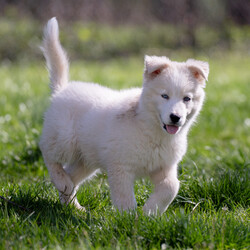 Adopt a dog:Ragnar /Great Pyrenees/Male/Baby,Introducing Ragnar, an adorable 11-week-old, 12 lb Great Pyrenees mix, bursting with intelligence and playful energy! ? Despite facing the challenge of glaucoma, Ragnar's spirit shines brightly, and he's ready to find his forever home with a loving and understanding family. 

Ragnar's charm knows no bounds—he's fantastic with kids, other dogs, and even cats! ???? But what truly sets him apart is his resilience and eagerness to learn. Although his vision impairment may present obstacles, Ragnar is determined to navigate life with joy and enthusiasm.

He's seeking a special family who will embrace his unique needs, providing the patience, love, and support he deserves. With CHN's dedicated special needs trainer standing by to offer guidance and assistance, Ragnar's journey to happiness is paved with opportunity and potential. 

Are you ready to open your heart and home to Ragnar? Together, let's write the next chapter of his story—a tale of resilience, love, and endless tail wag