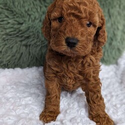 Mandi/Miniature Poodle									Puppy/Female	/5 Weeks,Hi here’s a cutie!! I’m Mandi I love to play ! My mommy Dazzling weighs around 12 # and Daddy Cooper is also around 12 #, both are healthy and friendly! Feel free to call or text with any questions or concerns!  I will be coming home with: 