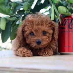 Adopt a dog:Tiny Toy Cavoodle Puppies/Cavoodle/Male/Younger Than Six Months,Announcing our small size Toy cavoodle puppies. Pictures updated 15 of april.⚜️Colours Red, Apricot/Cream and Black available.Red $1600, Other colours $1500.Toy Cavoodles make fantastic family pets due to their gentle, loyal and people-orientated nature. They get along well with the elderly, children, and other pets, making them a great family companion!They are highly trainable, obedient and are very easy to teach.⚜️ Estimated fully grown around 3-5kg- Our Females and Males are perfect pets non shedding and hypoallergenic.✅ They are microchipped, vaccinated, health checked and wormed every two weeks.READY TO GO FROM TODAY
