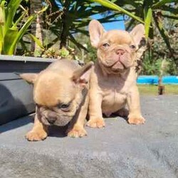 Adopt a dog:French bulldog puppy/French Bulldog/Male/Younger Than Six Months,Beautiful male rojo colour ready to go to a new home his had a full vet check vaccinated microchip and wormed ever 2 weeks his dad is a Isabella and mum is a blue fawn carry’s rojo both parents don’t Carrie brindle or pie and both have been DNA tested and clear from any disease.$5000 pet price for mains and DNA information please call me.I am aregistered breeders with MDBA our breeder number is 23734Microchip 953010100514330We take pride in our dogs we treat them like family , any questions you have please ask as we would love to help .******1062 REVEAL_DETAILS 