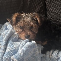 12 weeks old Yorkshire terrier puppies/Yorkshire terrier/Female/3 months,13 weeks old Yorkshire terrier puppies microchipped fully vaccinated 
1 girl
left
was born on 6/1/2024