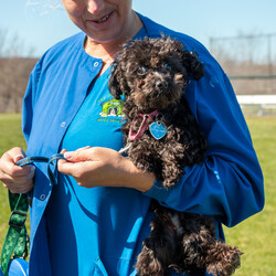 Adopt a dog:Atlas/Miniature Poodle/Male/Young,ADOPT ME

Thank you for choosing rescue, if you cannot adopt, please share and donate!  https://www.paypal.com/US/fundraiser/charity/1966330

This is our adoptable dog...if you or anyone you know is interested in adopting this dog please contact: DogGoneInn@Yahoo.com

Name: 		Atlas
Gender: 	Male
Color:		Black
DOB:		06/06/2023 
Breed:		Toy Poodle 
Weight:	05 lbs
Notes: 	I am an owner surrender when they could not financially afford me anymore.  I previously lived with dogs, cats and children.  They have a call into their vet to have me neutered, but you can still adopt me with a neuter clause in your contract.

* SNAP in Cortland (607) 756-2561 (please call SNAP for the latest prices). We will reimburse you $85.00 for a spay and $55.00 for a neuter when you submit the receipt within one week of the service. You must bring the vaccine records, or you will have to pay to have them done again.  

*SANS in Syracuse (315) 834-0141 (please call SANS for the latest prices). We will reimburse you $85.00 for a spay and $55.00 for a neuter when you submit the receipt within one week of the service. You must bring the vaccine records, or you will have to pay to have them done again.  

*A vet of your choice. We will reimburse you $85.00 for a spay and $55.00 for a neuter when you submit the receipt within one week of the service. You must bring the vaccine records, or you will have to pay to have them done again.  

There is an adoption process along with a donation. 

*Please apply here: http://goo.gl/forms/XPuk6w9615GXqo0x2

*Please email to set up an appointment DogGoneInn@Yahoo.com or (315) 728-9344 or www.DGIPaws.org or www.DogGoneInn.com

Don't forget to like and follow us on Facebook, we get new animals in regularly.

Thank you for choosing rescue!