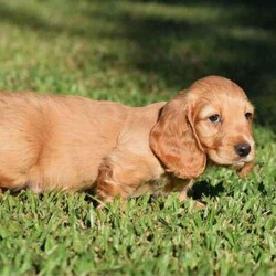 Adopt a dog:Pure Breed Long Hair Miniature Dachshund Puppies/Dachshund/Male/Younger Than Six Months,I have 4 Gorgeous Long Hair Boys looking for their forever Pet Homes. They were born on the 29th February and will be ready for their new homes at 8 weeks of age on the 25th April.1- Clear Red Long Hair Boy $2,0001- Shaded Red Long Hair Boy $2,0002- Shaded Cream Long Hair Boys $2,000Mum is a Chocolate Based Red, Long Hair, Miniature Dachshund - 6kgDad is a Shaded Cream, Long Hair, Miniature Dachshund - 5kgPuppies will be Vet Checked (Fit to Fly if needed), Vaccinated & Wormed fortnightly at 2,4,6 & 8 weeks of age before leaving us. They will come with their parents DNA Paperwork.Both Parents have very laid back personalities, outstanding temperaments & immaculate Conformation. Photos are attached of Parents. Our Dachshund Page is Riverside Hounds on Facebook and riverside.hounds on Instagram, if you’d like to check us out!We Require a $500 Non-Refundable Deposit to secure your puppy.We can fly the puppies at new owners expense.You can contact me on ******6178 REVEAL_DETAILS Located Bowen, QLD.BIN0004412221107