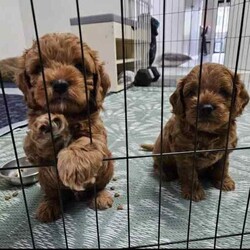Adopt a dog:Toy Cavoodle Adorable Highly-Sought after Puppies/Other/Male/Younger Than Six Months,Born 29th Feb 2024 Ready for rehoming from 25th April 20242 x Boys RedParent Info, 3 year old Mum F1 Cavoodle, 2 year old Dad F2 CavoodleSecond litter for these much loved family pets.These adorable puppies will be rehomed fully vaccinated / wormed and microchipped and vet checked.All puppies come with vet certificate of vaccination and microchip paperwork and a take home puppy pack to help them feel at home.Viewings welcome - first vaccination, micro chips and health checks have all been completed on Thursday 11th April 2024We are registered breeders, puppies are well socialised with children and other family pets, they are being trained to use a puppy pee pad.Cavoodles make the perfect family pet as they are hypoallergenic, non-shedding, have a lovely nature and great temperament.They are extremely intelligent, easy to train, love children and adults alike.