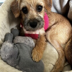 Adopt a dog:Muffin/Wire Fox Terrier/Female/Baby,You can fill out an adoption application online on our official website.Muffin is a 12-week-old Wiredhair Yorkie Terrier mix (vet's guess) known as 