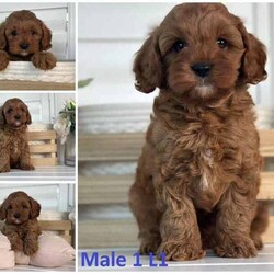 Stunning Female Toy Cavoodle 1st Gen Puppies, Screened Ethical Breeder//Female/Younger Than Six Months,Loveableoodles proud breeders of quality Cavodles are proud to announce the safe arrival of our outstanding Cavoodle Litter. These absolutely adorable little Cavoodles have the most gentle, affectionate and loving naturesBorn on the 7th of March, We have an absolutely gorgeous Female Toy Cavoodle puppy available.This little pup will be available to take home from the 2nd of May onward,Ask us for a link to our website loveableoodles for more pictures and contact information.