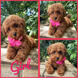 Adopt a dog:Toy Poodle Pups❤️Tiny Bundles Of Joy❤️DNA Clear/Poodle (Toy)/Both/Younger Than Six Months,