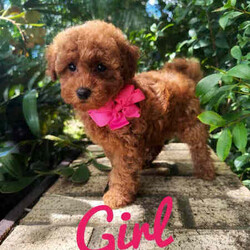 Adopt a dog:Toy Poodle Pups❤️Tiny Bundles Of Joy❤️DNA Clear/Poodle (Toy)/Both/Younger Than Six Months,