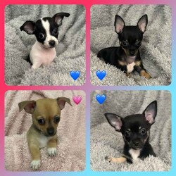 Adopt a dog:Chihuahua Puppies/Chihuahua (Smooth Coat)/Both/Younger Than Six Months,Adorable Chihuahua puppies nearly ready for their new homes.3 boys & 1 girl