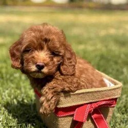 Adopt a dog://Female/Younger Than Six Months,Cavoodles - find us on Facebookhttps://m.facebook.com/miniangelpoodles1 girl puppy available. She is very adorable, playful, and confident. She was actually the first chosen from the litter to go to a family but due to no fault of her own this didn't proceed.We are a family that loves dogs. We are located in Albury and Melbourne. Our babies are raised in our family home with our children. We have been breeding dogs for over 10 years and my father bred German Shepherds while we were growing up in the 1990s and still does. We are very experienced breeders and care for our dogs ensuring they are healthy and beautiful companions. All our breeding dogs (parents) are DNA Tested for hereditary diseases.Our puppies are well socialised around children and other dogs. We begin toilet training our puppies with puppy pads and give new owners detailed instructions in a puppy pack to continue this when they take their babies home.We also have started mini grooms with them so they can become accustom to loud blow dryers and trimmers. They also hear the other dogs being groomed so are aware of these noises.All puppies are:-Vaccinated-vet health checked-Microchipped-Wormed every 2 weeksCome with:-6 weeks free pet insurance-puppy pack including;-dog food-toilet training pads-detailed information on basic training techniques-breed information-life time support from meWe will be in Tarneit VIC over some weekends and Albury/Wodonga during week days. We deliver to Melbourne at no charge from Albury. We can arrange transport to Sydney at a cost.If you would like to meet these gorgeous cheeky babies then please contact Jeanette on ******6109. REVEAL_DETAILS Microchip numbers:900164002282646I'm a registered breeder with Responsible Pet Breeders Australia: RPBA member number 1988Welfare Source number RB222388