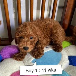 Pure Toy Poodle Puppies available/Poodle (Toy)/Both/Younger Than Six Months,We have beautiful pure toy poodle puppies available, both boys and girls, red and apricot.They are ready to go home on 15/03/2024 ( 8 weeks old),The dad has been DNA tested, a pure toy poodle , weighing only 2.4kg.The mother is also DNA tested, a pure toy poodle weighing 3.8kgPRICING：Red girl ：$2500 (ready early May)Red boys: $1300All puppies are vaccinated microchipped and wormed.We also have red toy poodle puppies available soon (in March)Please contact ******** 828 for inquiries. REVEAL_DETAILS 