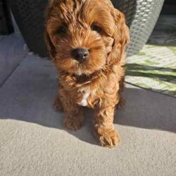 Only One Left & Ready Now Adorable Toy Cavoodle Puppies/Other/Male/Younger Than Six Months,Born 29th Feb 2024 Ready for rehoming from 25th April 20241 x Boy RedParent Info, 3 year old Mum F1 Cavoodle, 2 year old Dad F2 CavoodleSecond litter for these much loved family pets.These adorable puppies will be rehomed fully vaccinated / wormed and microchipped and vet checked.All puppies come with vet certificate of vaccination and microchip paperwork and a take home puppy pack to help them feel at home.Viewings welcome - first vaccination, micro chips and health checks have all been completed on Thursday 11th April 2024We are registered breeders, puppies are well socialised with children and other family pets, they are being trained to use a puppy pee pad.Cavoodles make the perfect family pet as they are hypoallergenic, non-shedding, have a lovely nature and great temperament.They are extremely intelligent, easy to train, love children and adults alike.