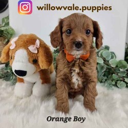 ❤️ Toy Cavoodle /Poodle (Toy)/Male/Younger Than Six Months,Check out our IG for videos & previous litters:https://www.instagram.com/willowvale.puppiesThese adorable teddy bears are 8 weeks old and READY NOW for their new furever home 