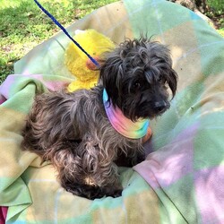 Adopt a dog:me/Yorkshire Terrier/Male/Adult,Available for adoption prior to event…. Or ….
This dog will be at a Local ADOPTION EVENT in Burlington on 
Sunday – 04/21/24 - 10 am to 4 pm
Petsmart – 1969 Marketplace Dr., Burlington, WA 98233
PLEASE COME OUT AND MEET HER/HIM !!!

***NOTE THIS PET IS IN HOUSTON TEXAS, READ ALL THE WAY DOWN TO SEE HOW TO ADOPT FROM US IF NOT IN HOUSTON TEXAS***
 
>> PLEASE WATCH YOUR SPAM FOLDER FOR OUR EMAILS !!  

Est DOB:   04/01/20
Current Weight:  ~ 12 pounds

Please e-mail MuttsAndMeows@Mail.com  or use the link below to fill out our adoption application
https://form.jotform.com/Muttsandmeows/pet-rescue-application-form

We answer all emails back within 48 hours. Please watch your spam folders as an application will be attached and this sometimes places it in there. 

HIS/HER adoption fee is $600 USD and that will pay for TRANSPORT, all his/her shots up to date, neutered/spayed, microchip and rabies.

This dog is currently in the Houston Texas area.  Once the application is approved and adoption fee paid, transport will be arranged.

Because this adoption will be without meeting the dog first, we will need to try to be extra careful that everyone (including you) think this will be a good fit.  We will try to give you as much information about the dog as we can.  Unfortunately, many are fresh from the shelter and we don't know much about them yet. 

Like us on Facebook - search Mutts & Meows - and help even more pets find loving homes.