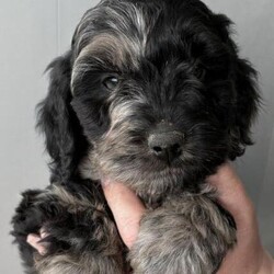 Adopt a dog:Beautiful Cockapoo puppies/Cockapoo/Mixed Litter/7 weeks,Just 2 little boys left available
ready to leave 26th April

Here we have our beautiful chocolate Merle Cocker Spaniel Rosie’s, 6 adorable Cockapoo puppies.

Rosie is our family pet and this is her first and will be her only litter of puppies

Dad, belongs to a friend of ours and is a stunning miniature red poodle (health tested)

Photos do no do justice to how nice these pups are!

They are being brought up on a farm and are handled daily by myself and children

They will be wormed regularly, flea treated, and microchip

Will also leave with 2kg bag of Harrington complete puppy’s biscuits

Viewings and deposits being taken now

Date of birth 01/03/24
Ready to leave 26/04/24

Chocolate Merle Boy - Reserved
Black Merle Boy - £600
Black and Tan Boy - £600
Chocolate Boy - Reserved
Chocolate Girl - Reserved
Black Girl - Reserved

Anymore Info please ask ??