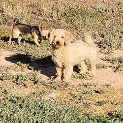 1 gorgeous Toy cavoodle pup/Cavoodle/Female/Younger Than Six Months,I have 1 baby left that will be ready for her new home on the 20th of mayPups have been raised around kids and other animals very socialised pups1 ruby female1 ruby and white female1 black maleVaccinated and microchippedParents are the perfect temperamentRegistered with adelaide plains councilRegistered with dogs and cats daco 183038Microchip 900164002246773If u have any question dont hesitate to ask 