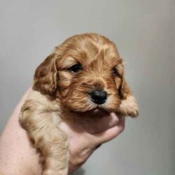 1 gorgeous Toy cavoodle pup/Cavoodle/Female/Younger Than Six Months,I have 1 baby left that will be ready for her new home on the 20th of mayPups have been raised around kids and other animals very socialised pups1 ruby female1 ruby and white female1 black maleVaccinated and microchippedParents are the perfect temperamentRegistered with adelaide plains councilRegistered with dogs and cats daco 183038Microchip 900164002246773If u have any question dont hesitate to ask 