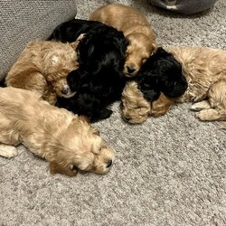 Sproodle / Cavapoo Puppies *READY TO LEAVE NOW*/Sproodle/Male/8 weeks,2 Beautiful Boys available ready to leave to their forever homes NOW

**Please do not hesitate to contact me in regards to potential collect dates to suit**

Mam - Babs our family beauty, a black Sproodle. She is the most amazing family companion and has been the most incredible Mother! Her temperament is the reason we bred her, she is caring, playful and loyal.

Dad - Dudley is a cream blonde Cavapoo, energetic and loving family pet. He is tested and cleared of necessary, all details available.

This kind of breed is hypoallergenic!!

All 7 puppies have been raised in our family home, around children, another family dog (not just Mam) and familiar around general day to day activities.

They have had a great start in life, loved, given 5* treatment and will be sorely missed!

We really want to meet the right family for each and every pup, so meeting in person will be necessary.

Pups available for viewing from 23rd March.

Puppies will come with the following:
-First vaccination
-Second vaccination paid for ready to redeem (does not need to be used if you do not live locally)
-Microchipped
-Vet checked
-Up to date Flea and Worming
-4 weeks free insurance
-Puppy pack (including food, treats ect)

?? Black Boy 1 (white patches) £900
?? Black Boy 2 (white chin&chest) £900
?? Chestnut Boy (reserved)
?? Blonde Boy (reserved)
?? Blonde Boy (reserved)
?? Black Girl (reserved)
?? Blonde Girl (reserved)

A £200 non refundable holding
fee will be asked for when securing your chosen pup, and final balance to be paid on collection day ??

*Photos of pups will be updated weekly*

Please feel free to contact me with questions