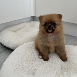 Pomeranian puppies extra fluffy 1 girl and 1 boy available/Pomeranian/Mixed Litter/7 weeks,2 girls sold 
1 girl available and 
1 boy available 
Born 26th February
Mum and dad are both Pomeranian
Really friendly and playful, love walks and children

Puppies will be seen with mum
Dad is a family friends dog

Puppies are thick coat fluffy teddy bears
Very playful loves cuddles
And playing with toys
Socialised used to household noises
Eating and drinking well
Puppy pad trained
House training going well, they go out with mum when she goes out to the garden
Quick to learn
Wormed and will be every 2 weeks
Had their first bath
Micro chipped and vet checked
Ready to go to there forever homes from 22nd of April at 8 weeks of age
Viewing is welcome
Deposit now being taken to secure puppy of your choice
 Puppies will come with puppy pack including food biscuits
Favourite toy
blanket with mum and puppy’s scent
Puppy pads
Call or text for more information
And photos
And to arrange to meet these adorable fur baby’s
Polegate East Sussex