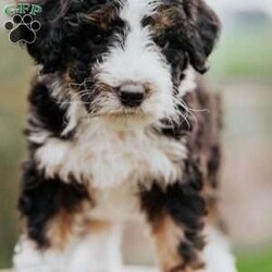 Duke/Mini Bernedoodle									Puppy/Male	/February 26th, 2024,To contact the breeder about this puppy, click on the “View Breeder Info” tab above.