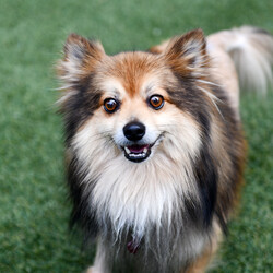 Adopt a dog:Sebastian/Pomeranian/Male/Adult,Meet Sebastian! After a tragic accident that left him in need of a hip surgery, Sebastian was dumped at a shelter in California, facing an uncertain future. Thanks to the compassion and dedication of our team, we were able to rescue him from euthanasia with just minutes to spare and provide the life-saving surgery he needed to heal. 
Today, Sebastian is a shining example of resilience and recovery. You’d never guess his past struggles by his playful energy and affectionate nature. While he can be a bit shy, once he warms up his sweet attitude quickly becomes contagious. He is the first to greet you with a wagging tail and kisses, eager to show you just how much love he has to give. If you’re looking for a furry friend who embodies resilience, love and boundless joy Sebastian is waiting to steal your heart!
Sebastian is neutered, up to date on vaccines and microchipped.