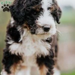 Duke/Mini Bernedoodle									Puppy/Male	/February 26th, 2024,To contact the breeder about this puppy, click on the “View Breeder Info” tab above.