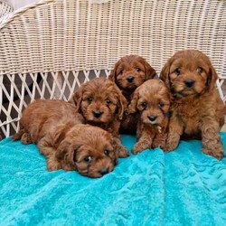 1st Generation Toy Ruby color Cavoodle puppies 2 already sold/Cavoodle/Female/Younger Than Six Months,We still have two First generation sweet happy little girls and one cute boy toy cavoodles(boy in the middle of main photo) to brigthen the long winter evenings creeping upon us, ready to join your family as they are 8 weeks alreadyThey will offer you heaps of cuddles and unconditional love no matter what,will clear away the cobwebs and you'll find youself going together for walks on the beach or beautiful park alleyways.Born on the 20/02/2024 they are ready to be picked up so please come and ckeck them out and have a play with one of these highly intelligent,laid-back affectionat little teddybear cub.The father is a corgeous pure breedToy Poodle and mum a beautiful ruby pure breedCavalier King Charles Spaniel,both parents DNA cleared.The puppies are toilet trained,vet health checked,vaccinated and microchipped. Their fur is ruby in color and they will weigh between 5-8 kg when fully developed.What cavoodle owners love about their pet is the fact they are less likely to cause allergies,there is no hairs floating through the air... or the sofa and car seat being covered in hairs.They are lots of fun for people of all ages,best companion for toddlers,school age children and for those not so young anylonger.Animal Welfare VictoriaCentral Animal RecordsSource Number - MB231881Thank you for taking the time to check the photos and description and please contact me ONLY by phone,either a call or a text message to get a prompt reply.