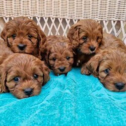 1st Generation Toy Ruby color Cavoodle puppies 2 already sold/Cavoodle/Female/Younger Than Six Months,We still have two First generation sweet happy little girls and one cute boy toy cavoodles(boy in the middle of main photo) to brigthen the long winter evenings creeping upon us, ready to join your family as they are 8 weeks alreadyThey will offer you heaps of cuddles and unconditional love no matter what,will clear away the cobwebs and you'll find youself going together for walks on the beach or beautiful park alleyways.Born on the 20/02/2024 they are ready to be picked up so please come and ckeck them out and have a play with one of these highly intelligent,laid-back affectionat little teddybear cub.The father is a corgeous pure breedToy Poodle and mum a beautiful ruby pure breedCavalier King Charles Spaniel,both parents DNA cleared.The puppies are toilet trained,vet health checked,vaccinated and microchipped. Their fur is ruby in color and they will weigh between 5-8 kg when fully developed.What cavoodle owners love about their pet is the fact they are less likely to cause allergies,there is no hairs floating through the air... or the sofa and car seat being covered in hairs.They are lots of fun for people of all ages,best companion for toddlers,school age children and for those not so young anylonger.Animal Welfare VictoriaCentral Animal RecordsSource Number - MB231881Thank you for taking the time to check the photos and description and please contact me ONLY by phone,either a call or a text message to get a prompt reply.