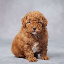 Sam/Miniature Poodle									Puppy/Male	/5 Weeks