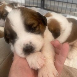 Adopt a dog:Saint Bernard Puppies For Sale/Saint Bernard/Mixed Litter/3 weeks,We have a litter of 10 beautiful St Bernard pups all with perfect markings. 5 boys and 5 girls. Mum and Dad are our family pets and have a brilliant nature, pups will be very well socialised and brought up around children. Mum is short to medium coat and dad is long coat. Pups will be microchipped, wormed and flead. Happy to arrange viewings once the pups are 2.5 weeks old. 5 Star Homes only