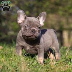 Julian/French Bulldog									Puppy/Male	/10 Weeks,Introducing a stunning, AKC French Bulldog named Julian! He is being raised in a loving and nurturing environment, receiving all the attention and care he deserves. He loves playing with toys and hanging out with his people, he definitely has the ‘Frenchie personality’ ..super friendly, playful & sociable. This breed is known for their muscular, wrinkly appearance and their infectious, happy energy. They are a breed like no other! The Mama, Neva is gorgeous girl with a heart of absolute gold. She is always down for a walk or a good game of fetch, we adore her. Neva weighs 27 lbs. The handsome dad’s name is Rambo. He enjoys relaxing in the shade or spending time with his people. Rambo weighs 32 lbs. This baby is up to date on all necessary vaccines & dewormer, has been vet checked and our one year genetic health guarantee   2 week health guarantee is included. For any more information or to schedule a visit, please call or text me. (All Sunday calls will be returned on Monday.) -Willis Barkman
