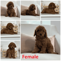 Adopt a dog:Beautiful Toy Spoodle Puppies, Screened Ethical Breeder,//Both/Younger Than Six Months,Loveableoodles proud breeders of quality Spoodles and Cavoodles is proud to announce the safe arrival of our outstanding F1B Spoodle LitterBorn on the 12th of November, We have a limited number of absolutely gorgeous Toy Spoodles puppies available.These pups will be available for their new homes from the 2nd of May,Ask us for a link to our website loveableoodles for more pictures and contact information.Mum is a 9kg Spoodle (DNA Tested)Hazel radiates warmth and unwavering loyalty, delighting in enveloping her family with love and companionship. Her serene nature and gentle demeanor spread joy and solace, endearing her to all as a cherished member of the family.Dad is a 3.5kg Red Toy Poodle (DNA Tested)Archie has a remarkable ability to find just the right amount of mischief, making him a source of endless entertainment for us all. He embodies the finest traits of the Toy poodle breed, with a striking appearance, well-balanced conformation, and a delightful disposition. Like our girls, Archie has undergone temperament testing, genetic screening through DNA testing, and regular health check-ups prior to any breeding considerations.Why LoveableOodles•	Proud members of Responsible Pet Breeders Australia #611 - Platinum Tier Badge Member•	RightPaw member. As proud members of RightPaw, we've undergone thorough screening and attained full certification, underscoring our dedication to ethical breeding practices. Our breeding program, care protocols for our dogs, and approaches to raising puppies have all met stringent standards in inspections.•	We always welcome and encourage prospective new owners to visit our home and meet our beautiful puppies and parents in person.•	Having been raised inside and outside our home, our puppies are well suited and adjusted to both the indoors and outdoors.•	All of our parents have been DNA tested•	Every single one of our precious puppies is provided with an extensive Puppy pack, ensuring they have the best start they need to thrive in their new home. Our packs are equipped with a range of essential items tailored to the needs of each individual puppy, including nutritious food samples, grooming supplies, training treats, toys, and helpful guides for new puppy owners.•	We offer comprehensive information and invaluable guidance for raising, caring for, and training your puppy, ensuring a smooth and fulfilling journey together.•	Rest assured, when you choose a puppy through LoveableOodles, you do so with complete peace of mind. We prioritize transparency and integrity in our breeding practices, ensuring that every puppy we provide is not only healthy but also matches the breeds expectations. With us, there are no unwelcome surprises. We strive to make your puppy adoption experience as smooth and joyful as possible.Also Note•	As all of our parents are DNA tested, these puppies will NOT exhibit disease symptoms associated within their breed hereditary diseases•	We anticipate their weights to range from 5-9kg• Veterinary examined & vaccinated• Microchipped•	Wormed every 2 weeks from birth•	Socialised with adults and kids.